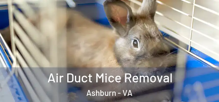 Air Duct Mice Removal Ashburn - VA