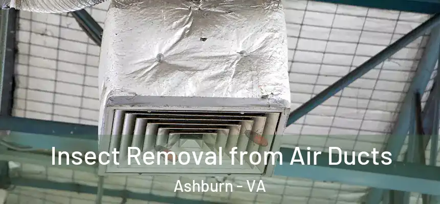 Insect Removal from Air Ducts Ashburn - VA