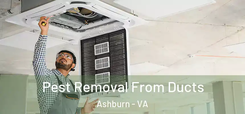 Pest Removal From Ducts Ashburn - VA